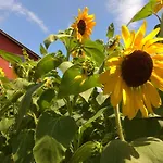 Pensiune Sunflowers
