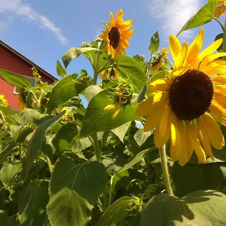 Гостевой дом Sunflowers